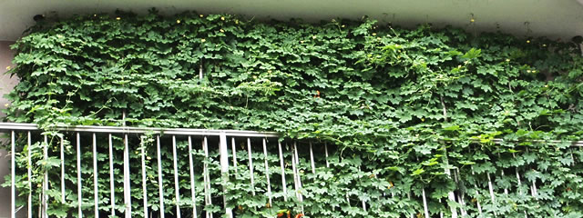 安藤式自動灌水装置で水耕栽培した緑のカーテン