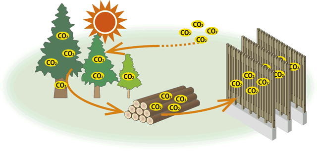 木材と二酸化炭素の固定化